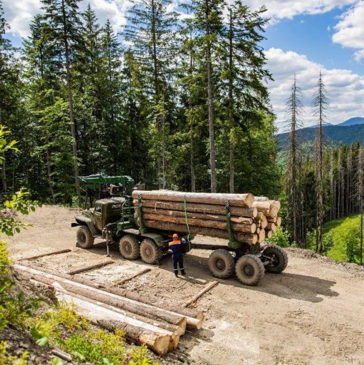 Forestry Roads Westbury