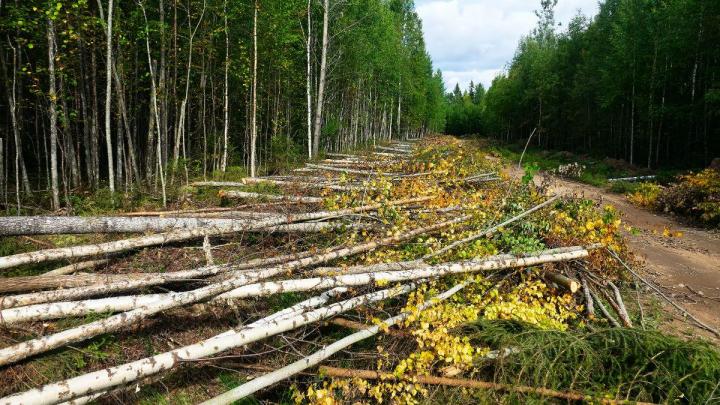 Voirie forestière Westbury