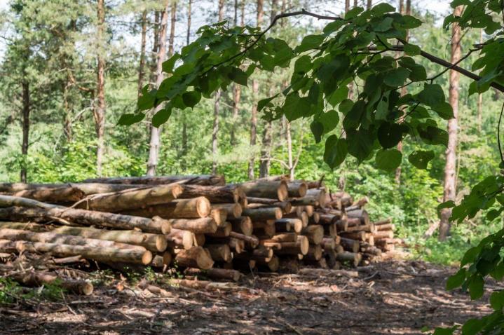 Opérations forestières Westbury